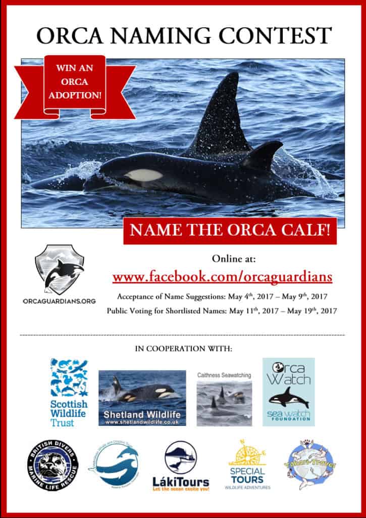 2nd International Naming Contest – Orca Calf “Tili” (SN201)