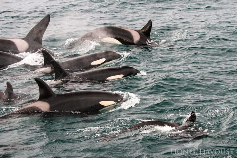Almost daily observations are needed to understand and follow the ever-evolving, complex social ties of orcas.