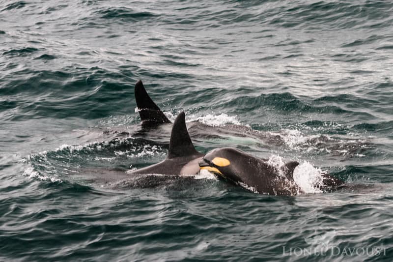 Complete weaning takes two years for an orca calf, a period during which he or she learns the refined hunting techniques of the pod.