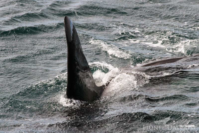 For orcas especially, the big black fin of males is quite easy to spot. It can reach a height of 1,80 meters.