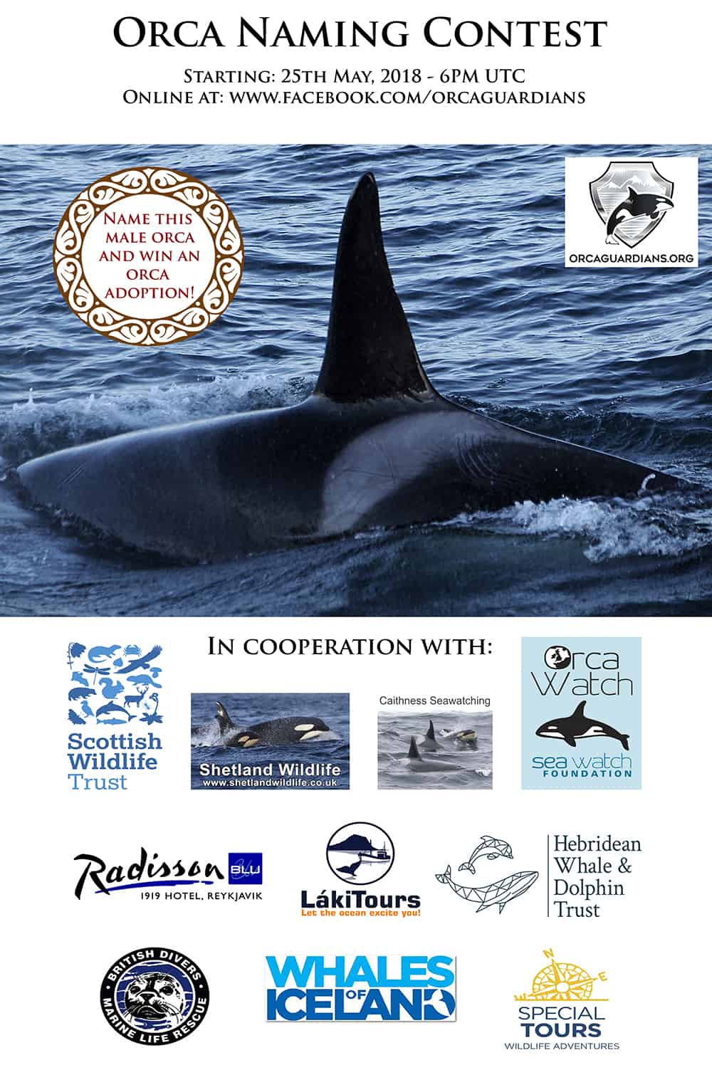 3rd International Naming Contest – Orca Male “Gunnar” (SN068)