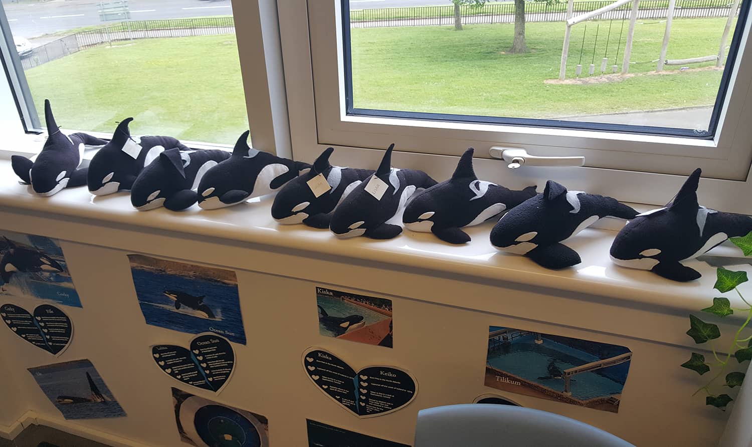 Fluffy replicas of captive orcas in the Sunnyside classroom - opposing the keeping of cetaceans in marine parks is on the agenda of the Sunnyside Ocean Defenders