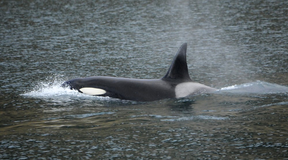 Orca male SN068, henceforth known as "Gunnar", in November 2016
