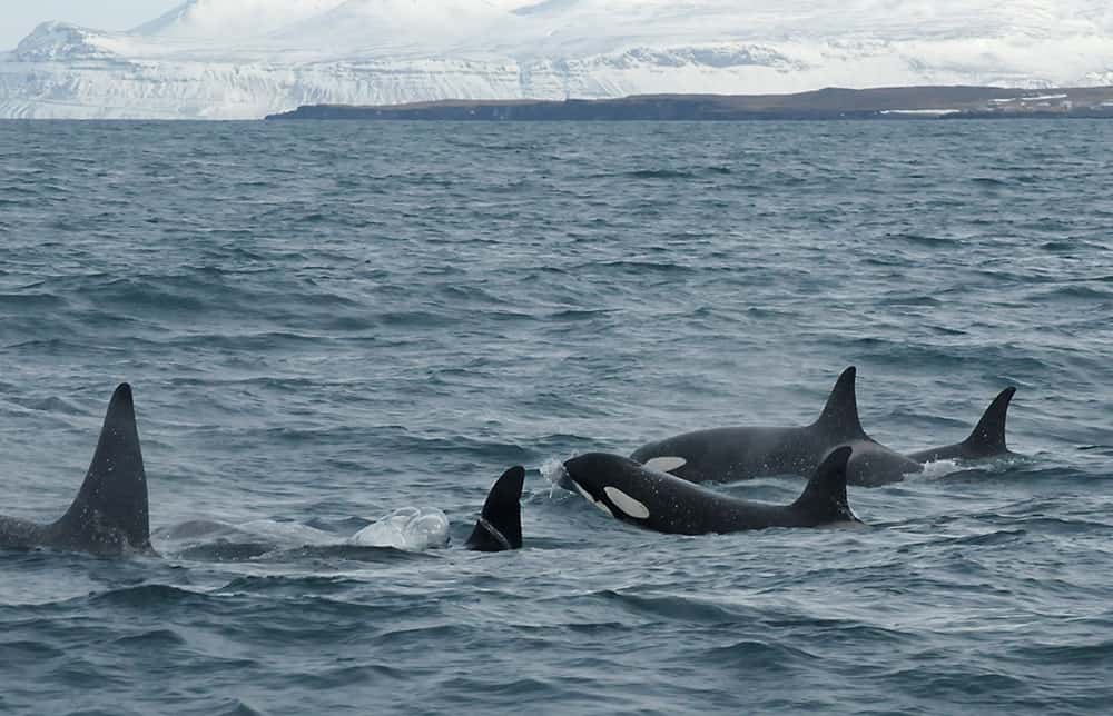 Breathtaking sighting of orcas swimming next to each other