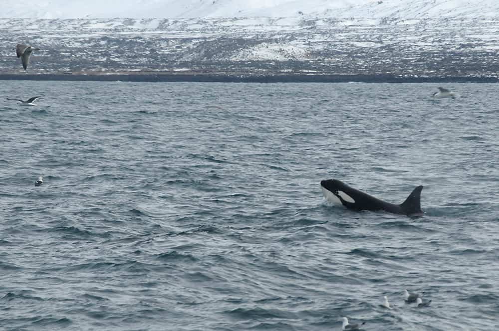 An Icelandic female orca