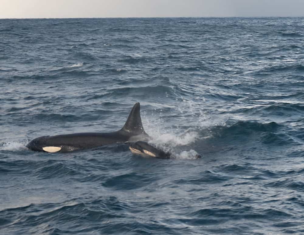 A female orca and her little adorable calf