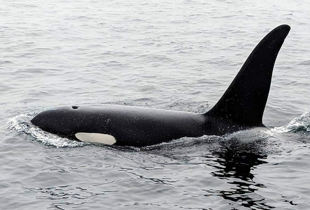 Another male orca next to our boat