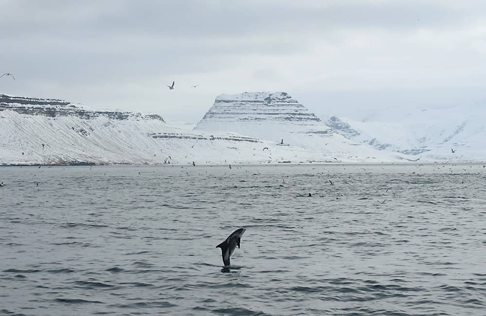 A white-beaked dolphin with Kirkjufell mountain in the background