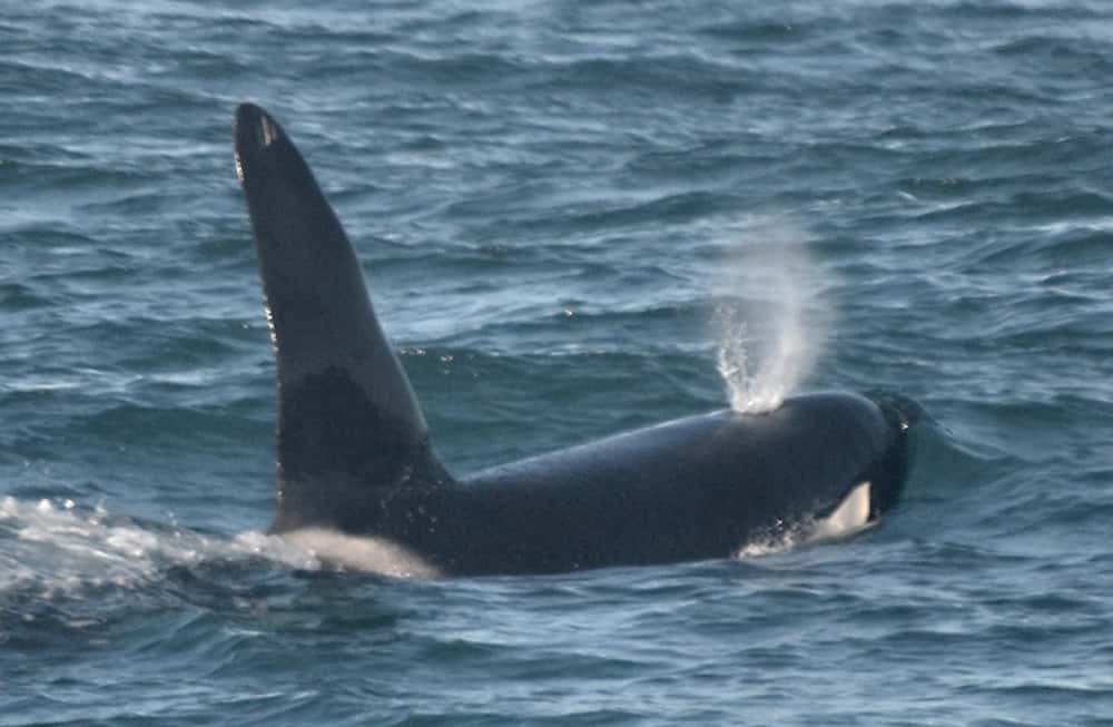 Seeing an orca is always magical and precious