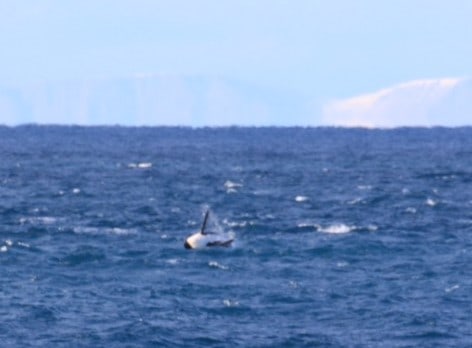 The incredible moment an orca breached twice in front of our eyes