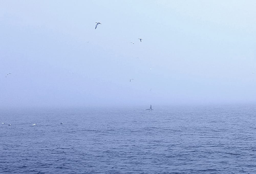 The fin of a male orca diving on the horizon