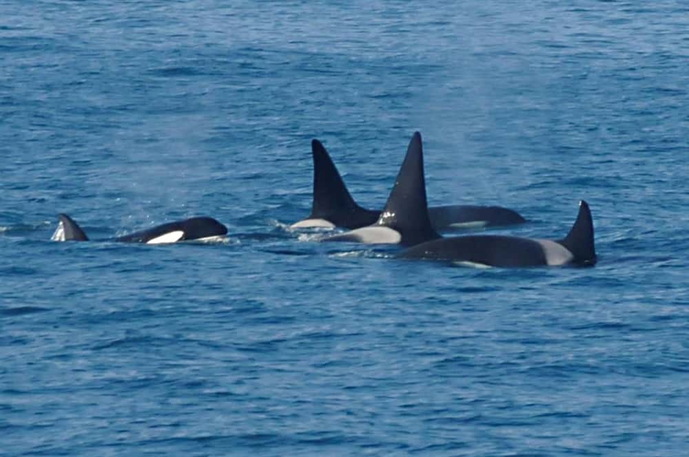 Sharing moments of an orca family