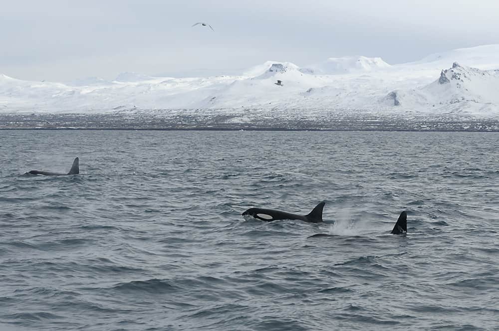An orca family in front of beautiful landscapes