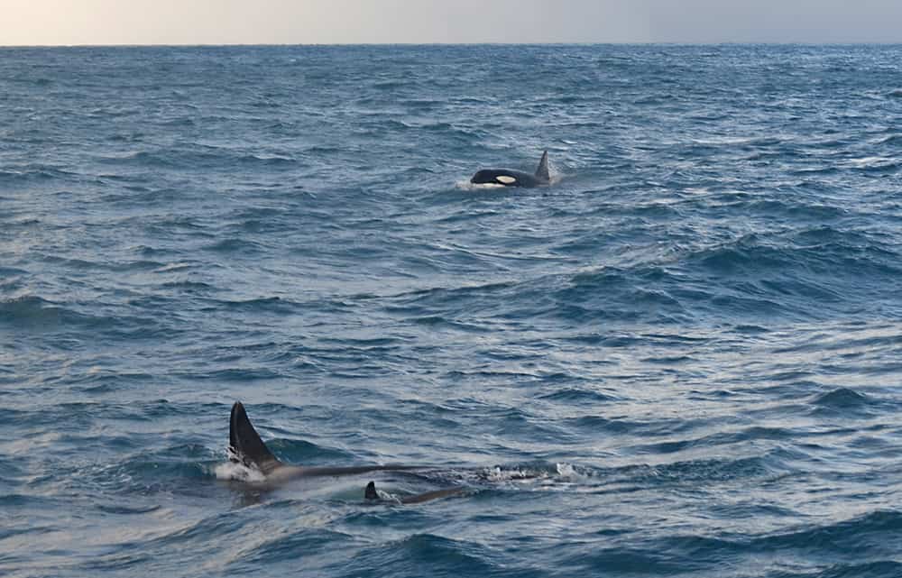 We encounter an orca family roaming the Icelandic waters