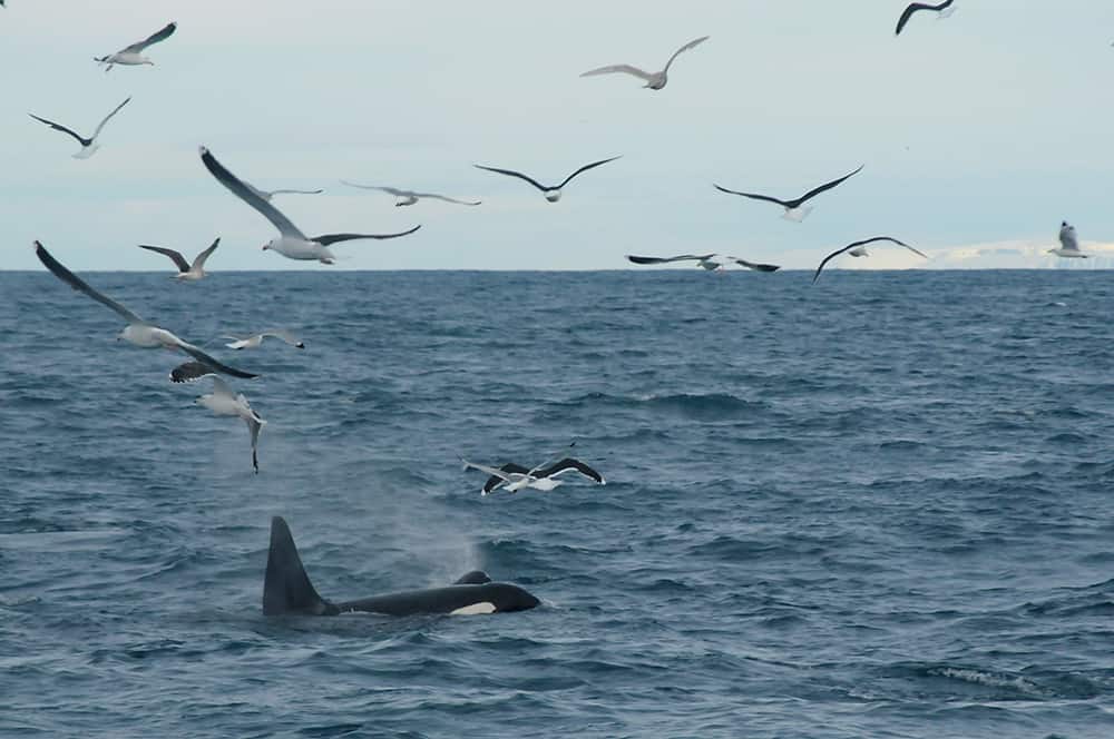 Lots of birds as the orcas are feeding on herring