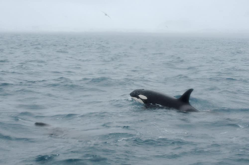 A female orca swimming next to us in snowy weather
