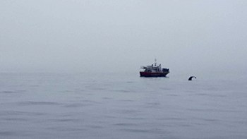 The fluke of a sperm whale as it dives for the last time in front of us
