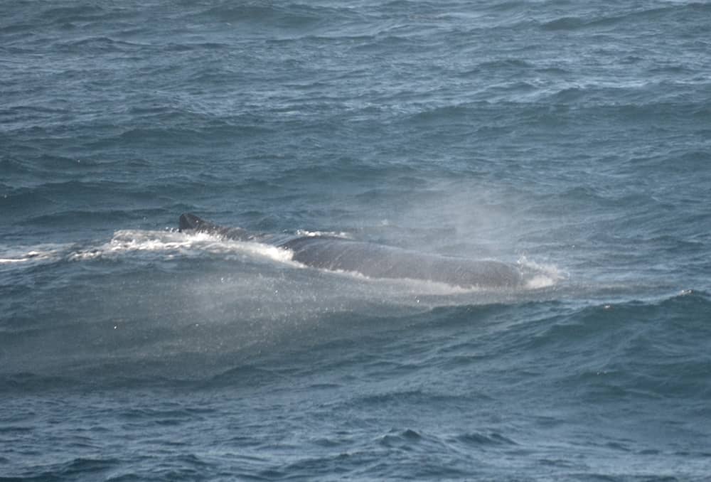 A lucky encounter with a sperm whale
