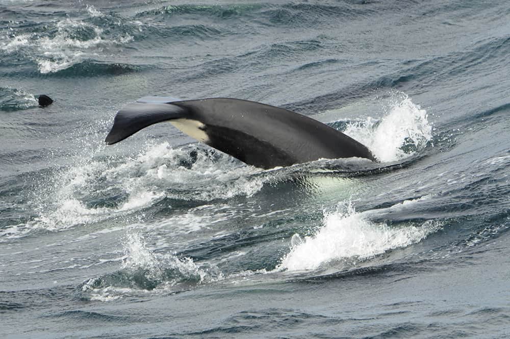 A killer whale's powerful fluke, used for stunning prey