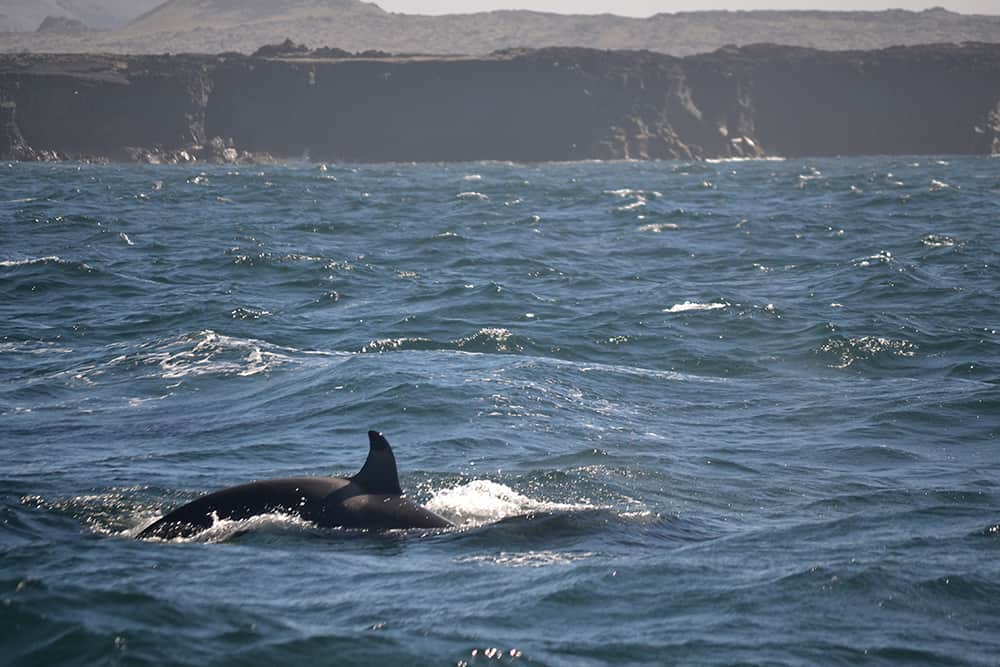 A hunting killer whale curves its back going for a dive