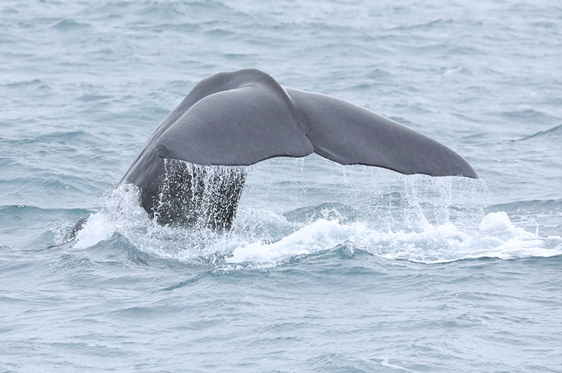 A sperm whale's fluke close to the boat